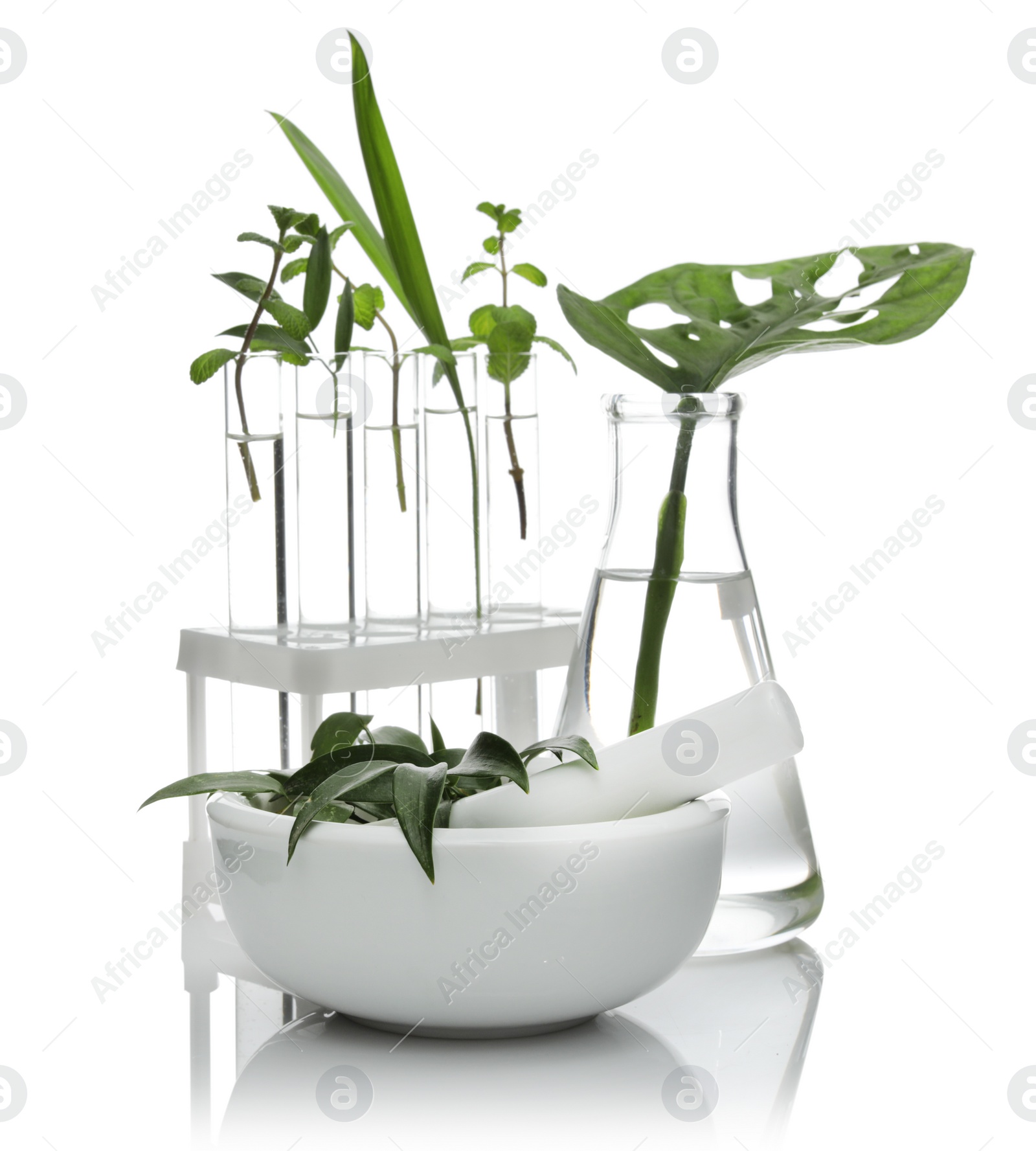 Photo of Lab glassware and mortar with plants isolated on white. Organic chemistry