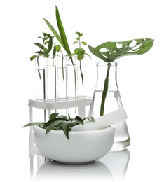 Photo of Lab glassware and mortar with plants isolated on white. Organic chemistry