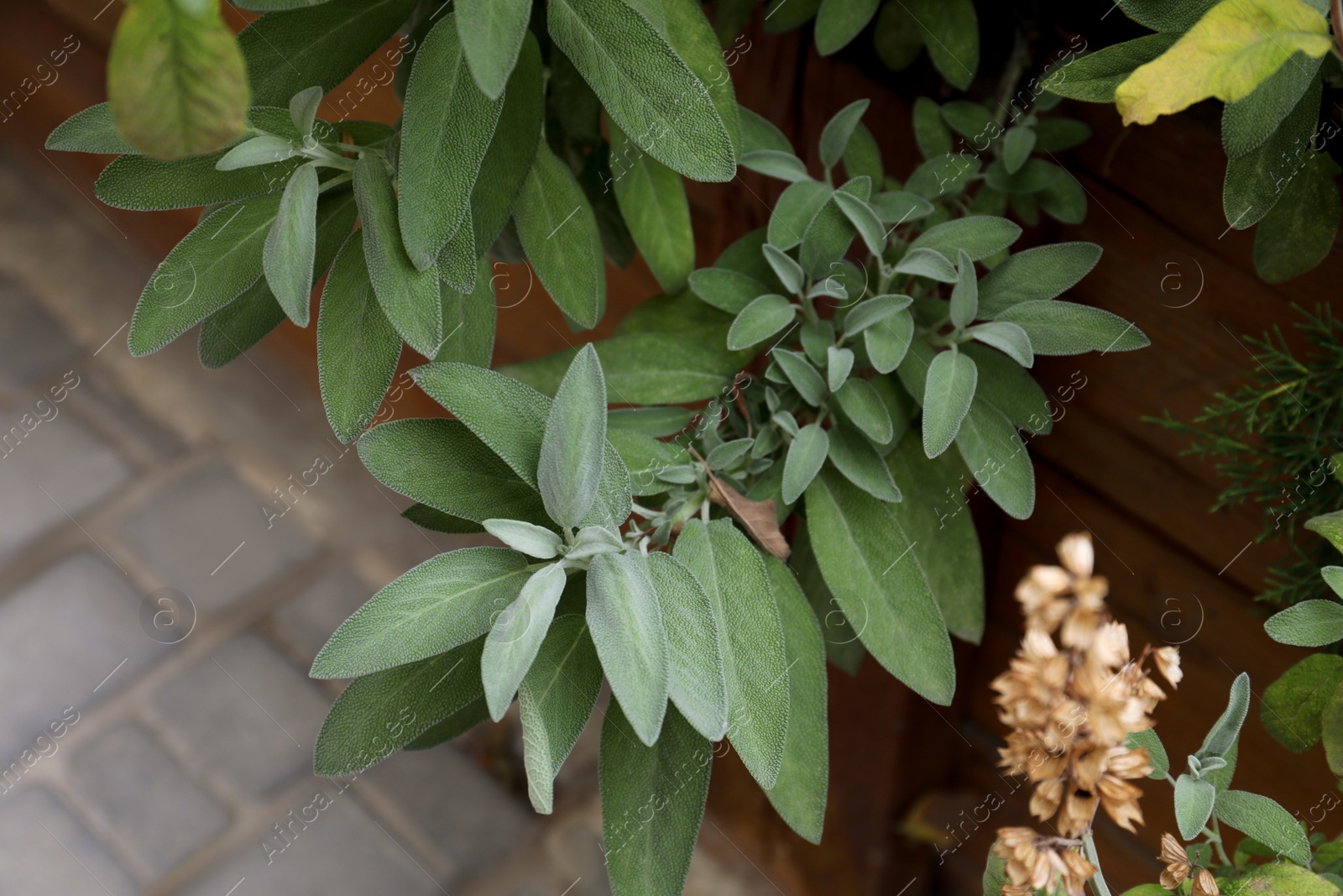 Photo of Beautiful sage with green leaves growing in wooden planter outdoors