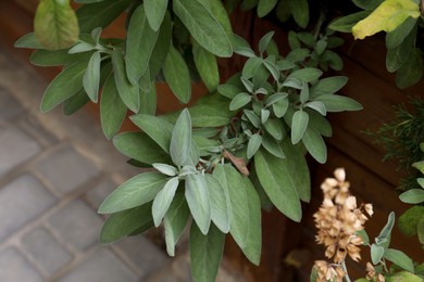 Photo of Beautiful sage with green leaves growing in wooden planter outdoors