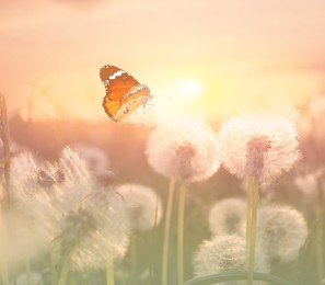 Image of Beautiful butterfly and delicate fluffy dandelions in field at sunset 
