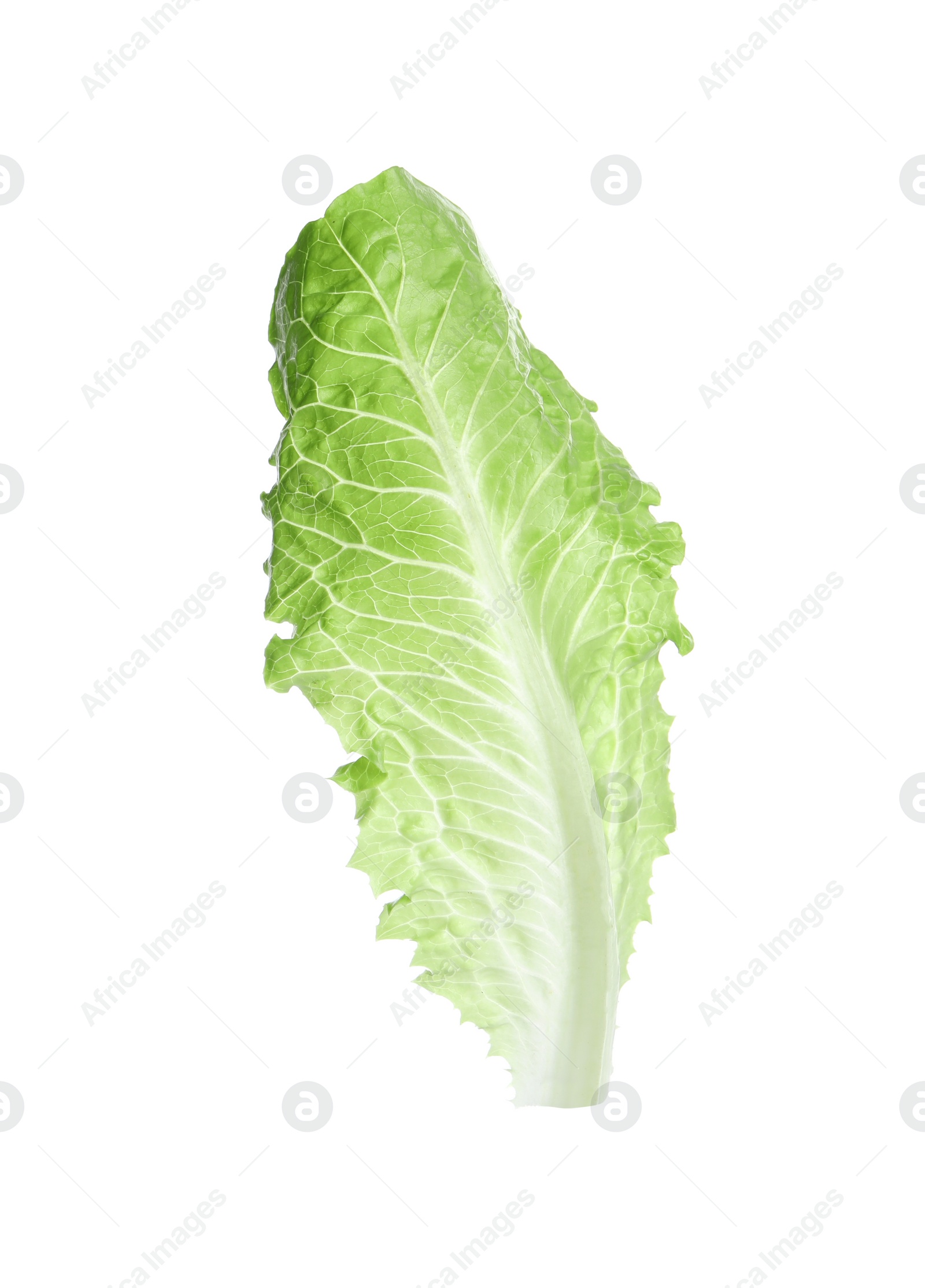 Photo of Fresh leaf of green romaine lettuce isolated on white