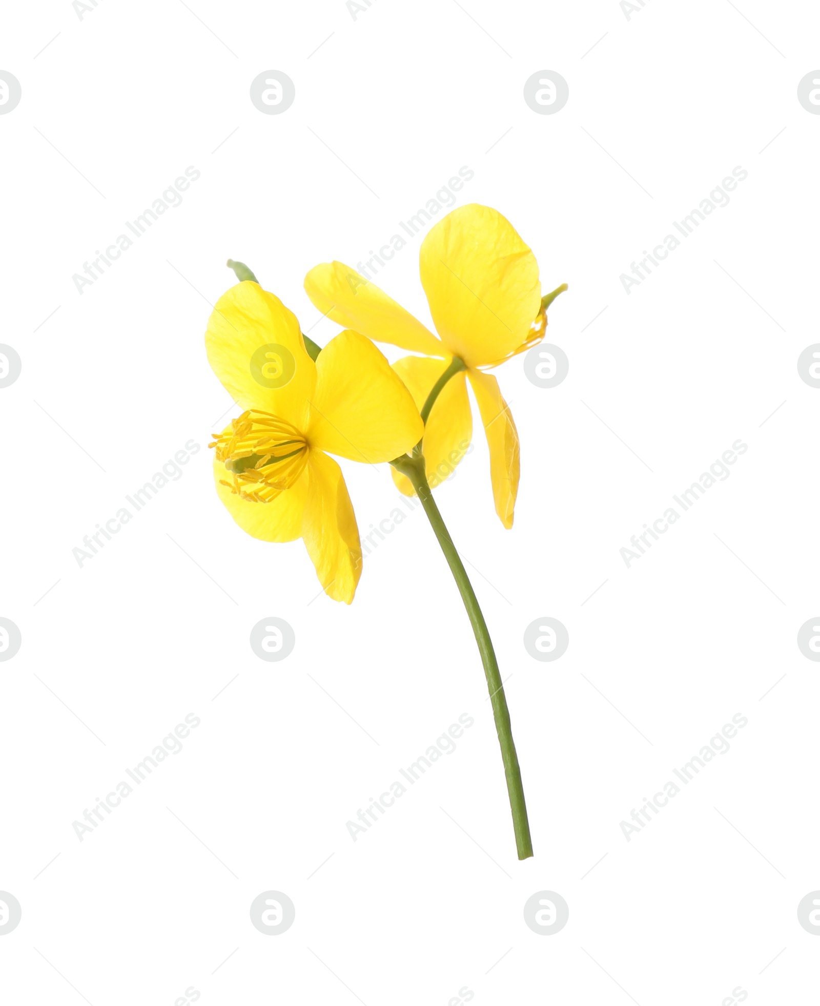 Photo of Celandine with yellow flowers isolated on white