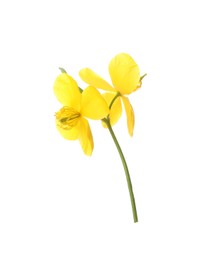 Photo of Celandine with yellow flowers isolated on white