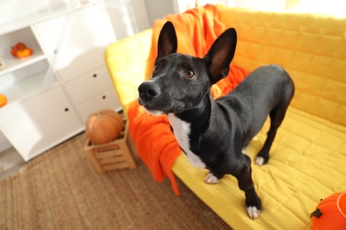 Photo of Cute black dog on sofa indoors. Halloween celebration
