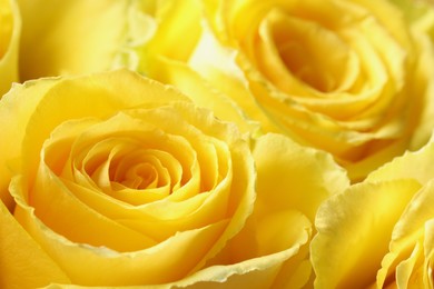 Photo of Beautiful roses with yellow petals as background, macro view