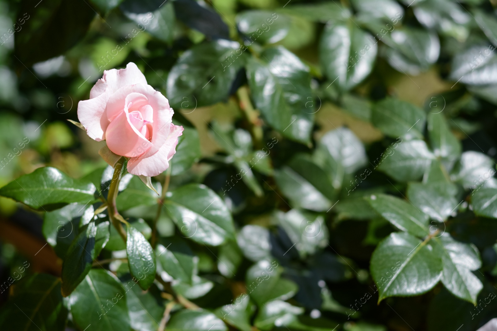 Photo of Beautiful pink rose flower blooming outdoors. Space for text