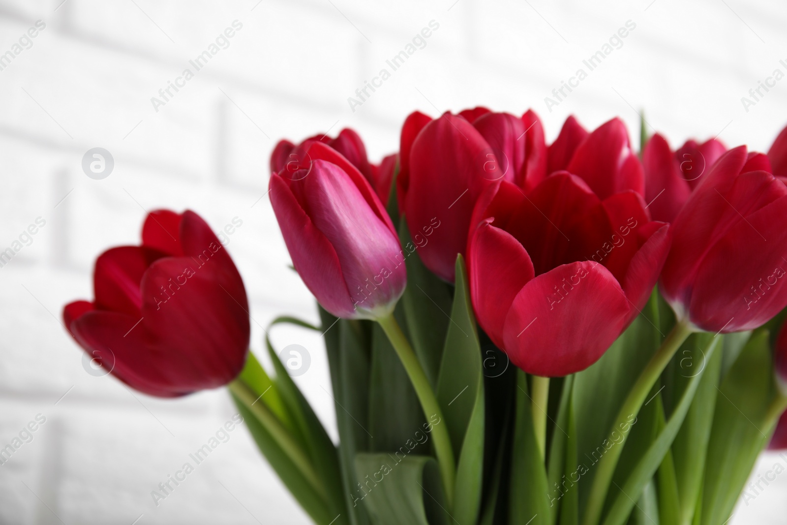 Photo of Bouquet of beautiful tulips near white brick wall, closeup