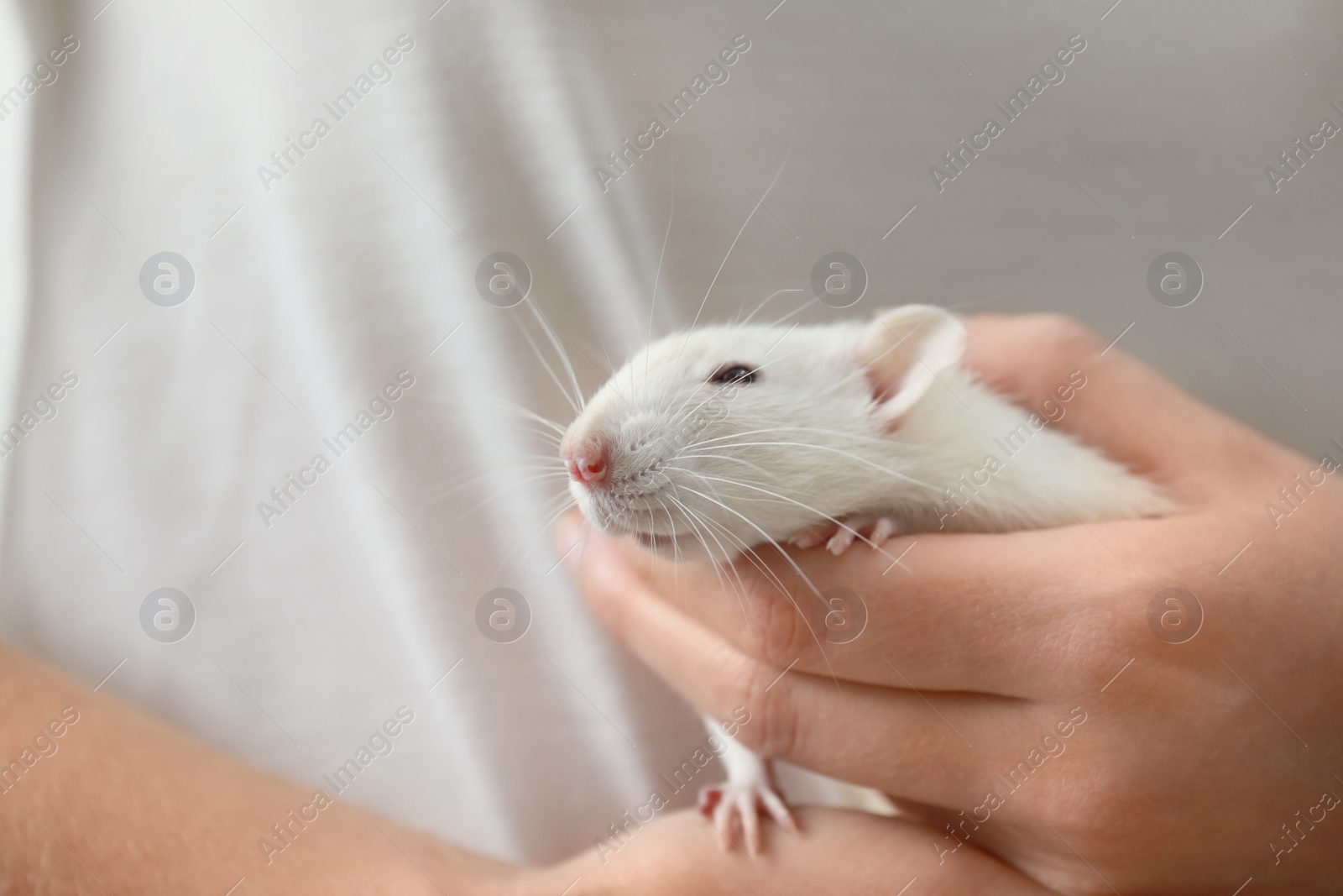 Photo of Young woman holding cute small rat, closeup