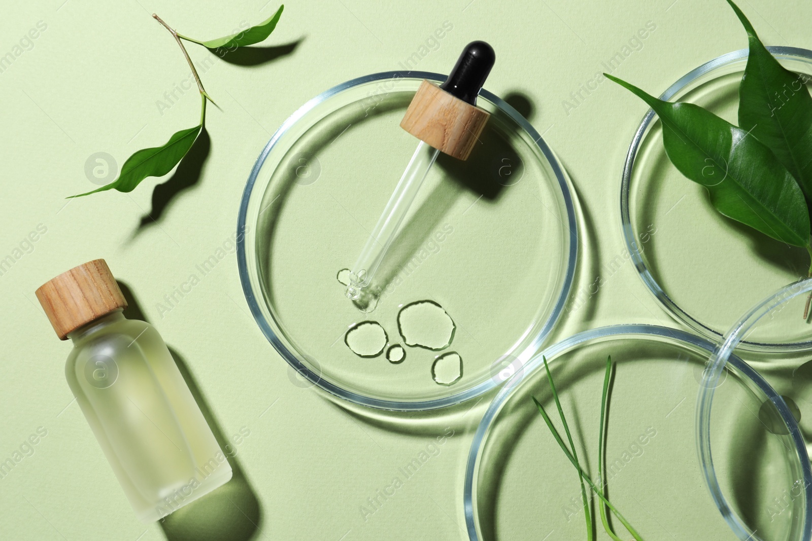 Photo of Flat lay composition with Petri dishes and plants on pale light green background