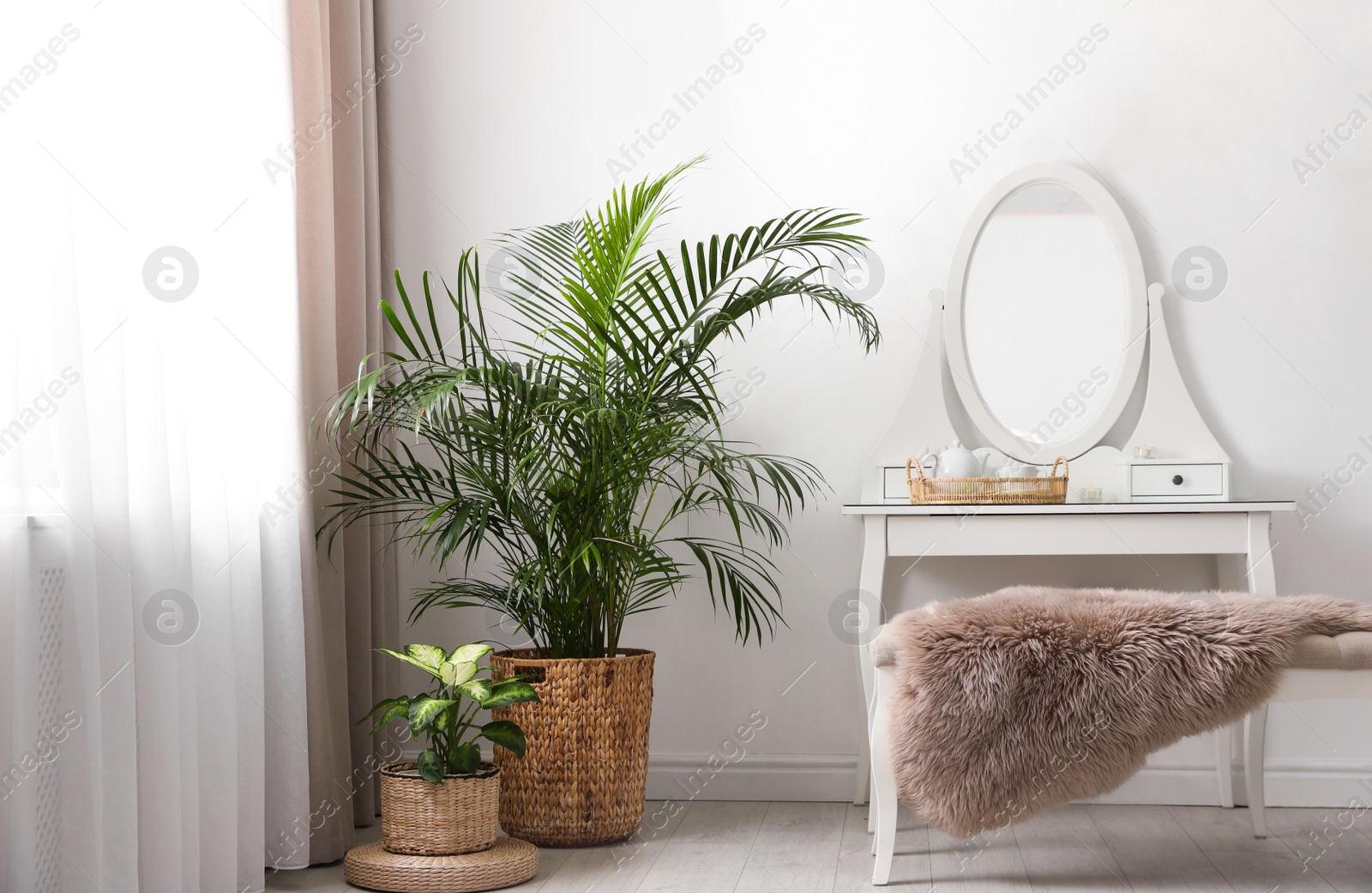 Photo of Beautiful potted plants near window with curtains in stylish room