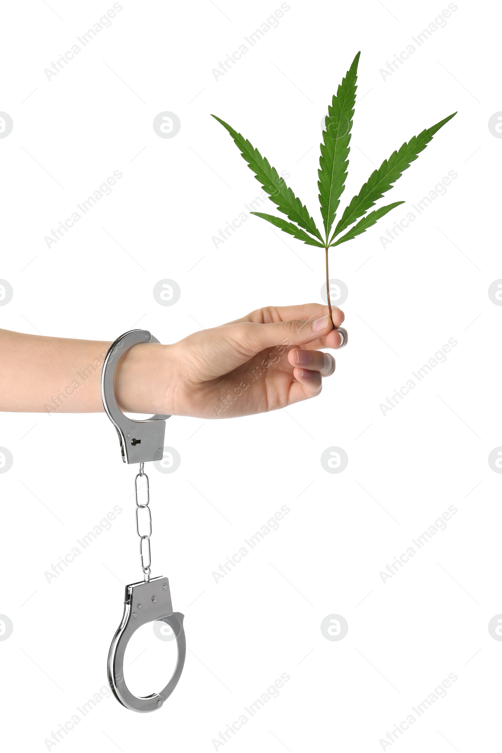 Photo of Woman in handcuffs holding hemp leaf on white background, closeup