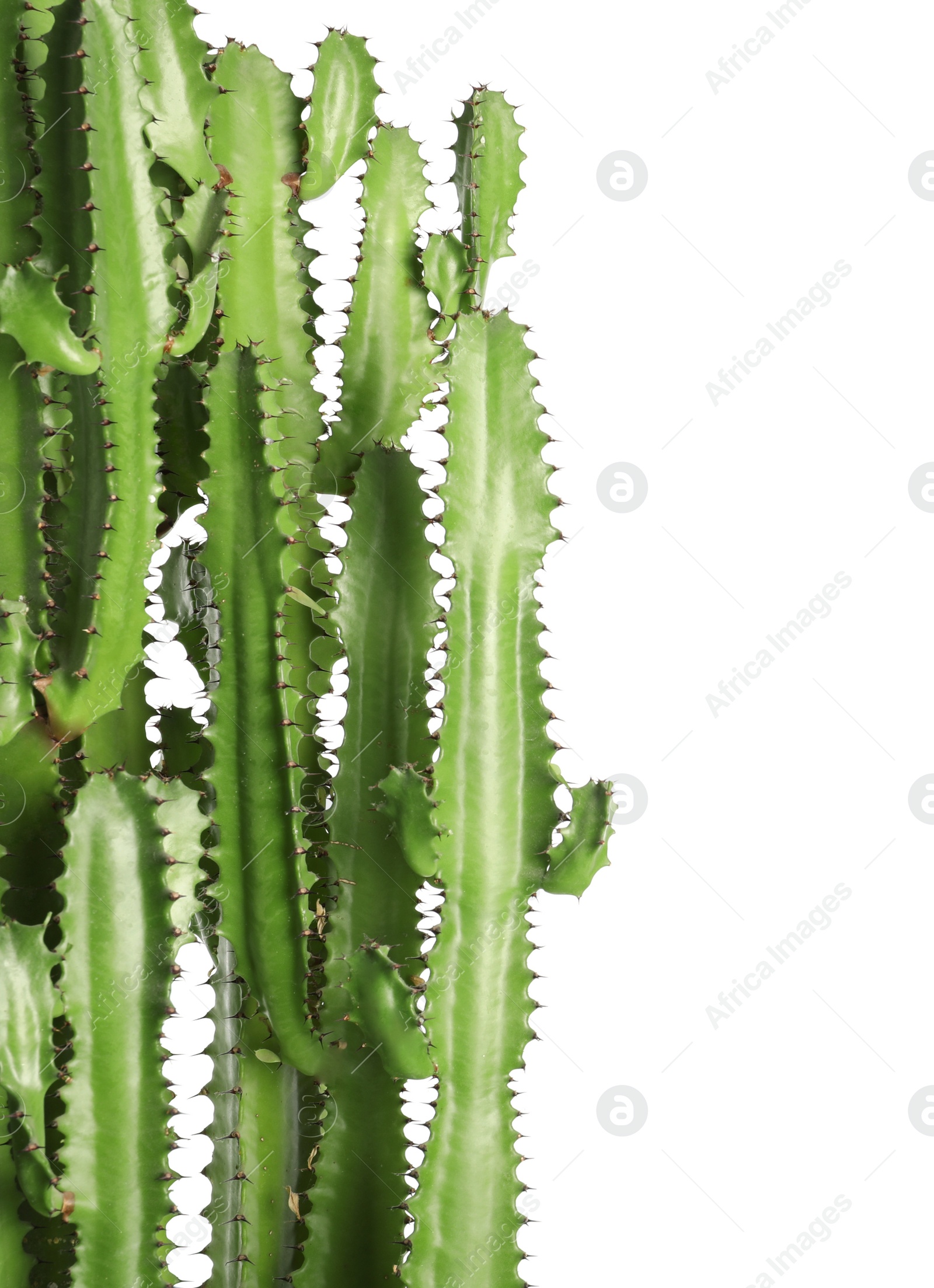 Photo of Beautiful cactus on white background. Tropical plant