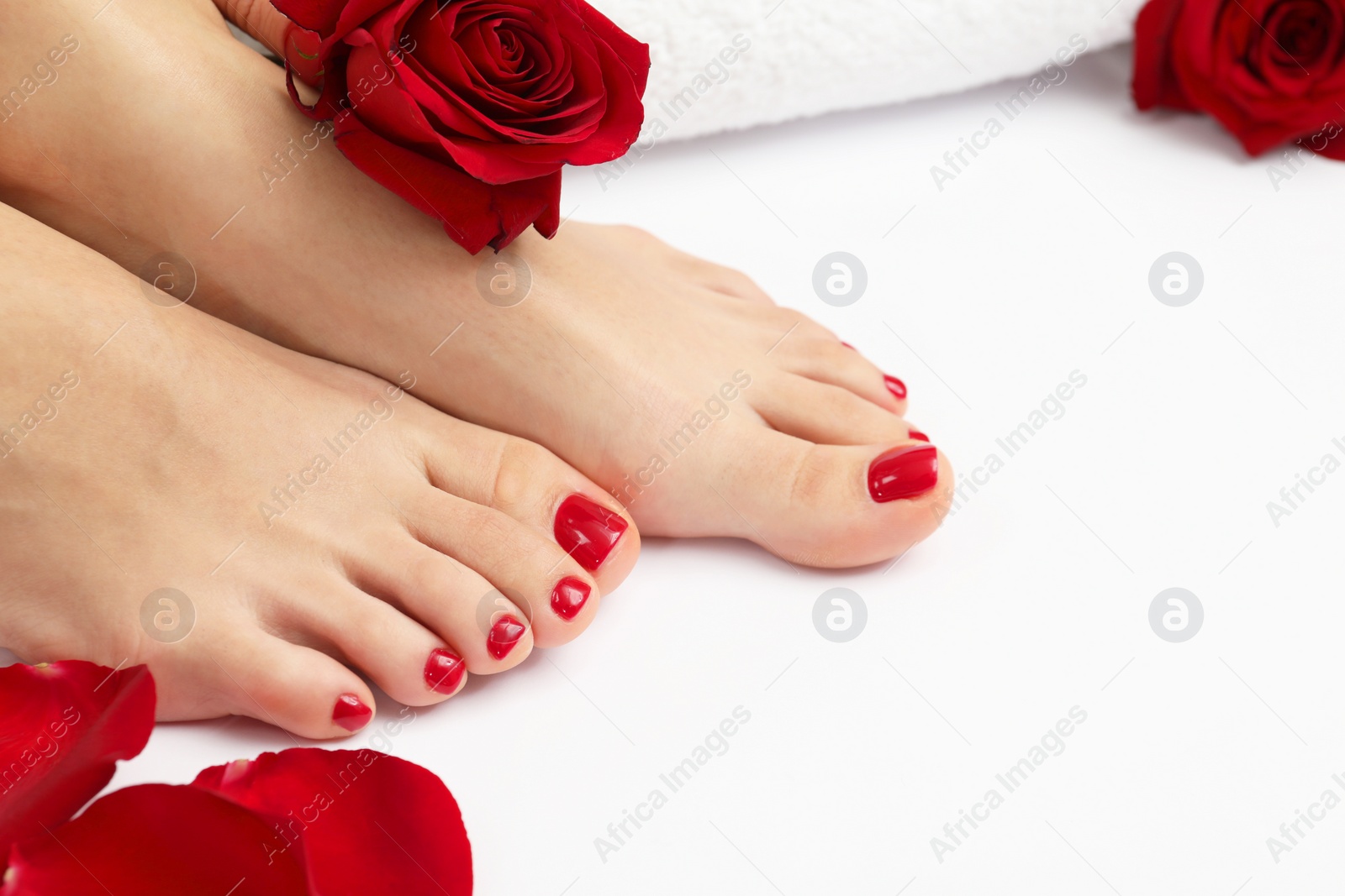 Photo of Woman with stylish red toenails after pedicure procedure and rose flowers on white background, closeup. Space for text