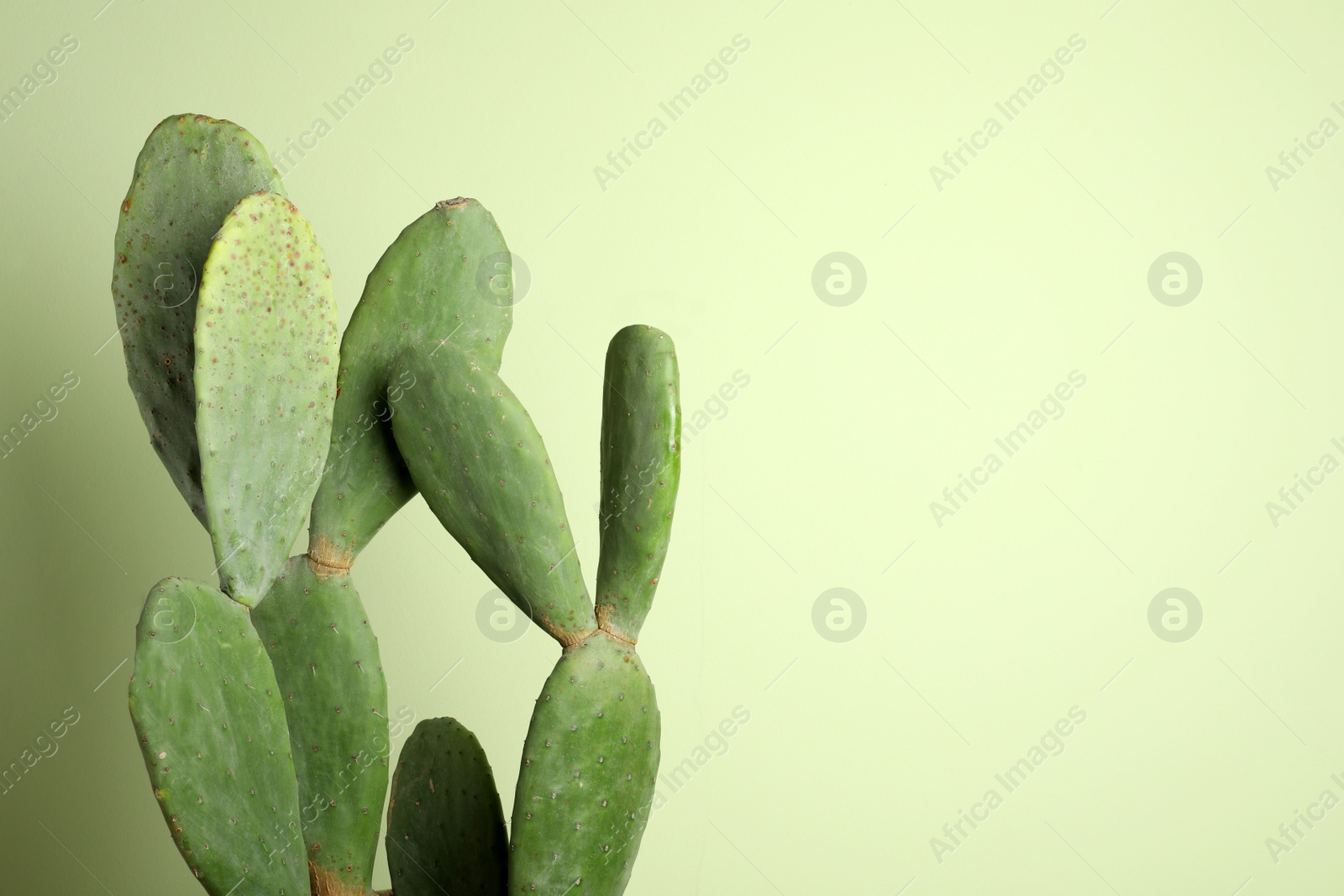 Photo of Beautiful cactus on green background, space for text. Tropical plant