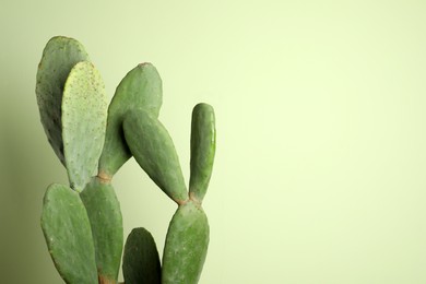 Beautiful cactus on green background, space for text. Tropical plant