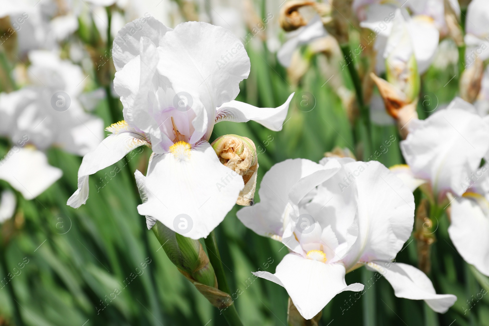 Photo of Beautiful bright irises in garden on sunny day. Spring flowers