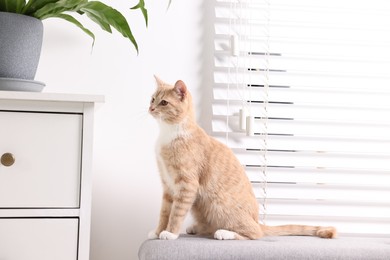 Cute ginger cat sitting on ottoman at home