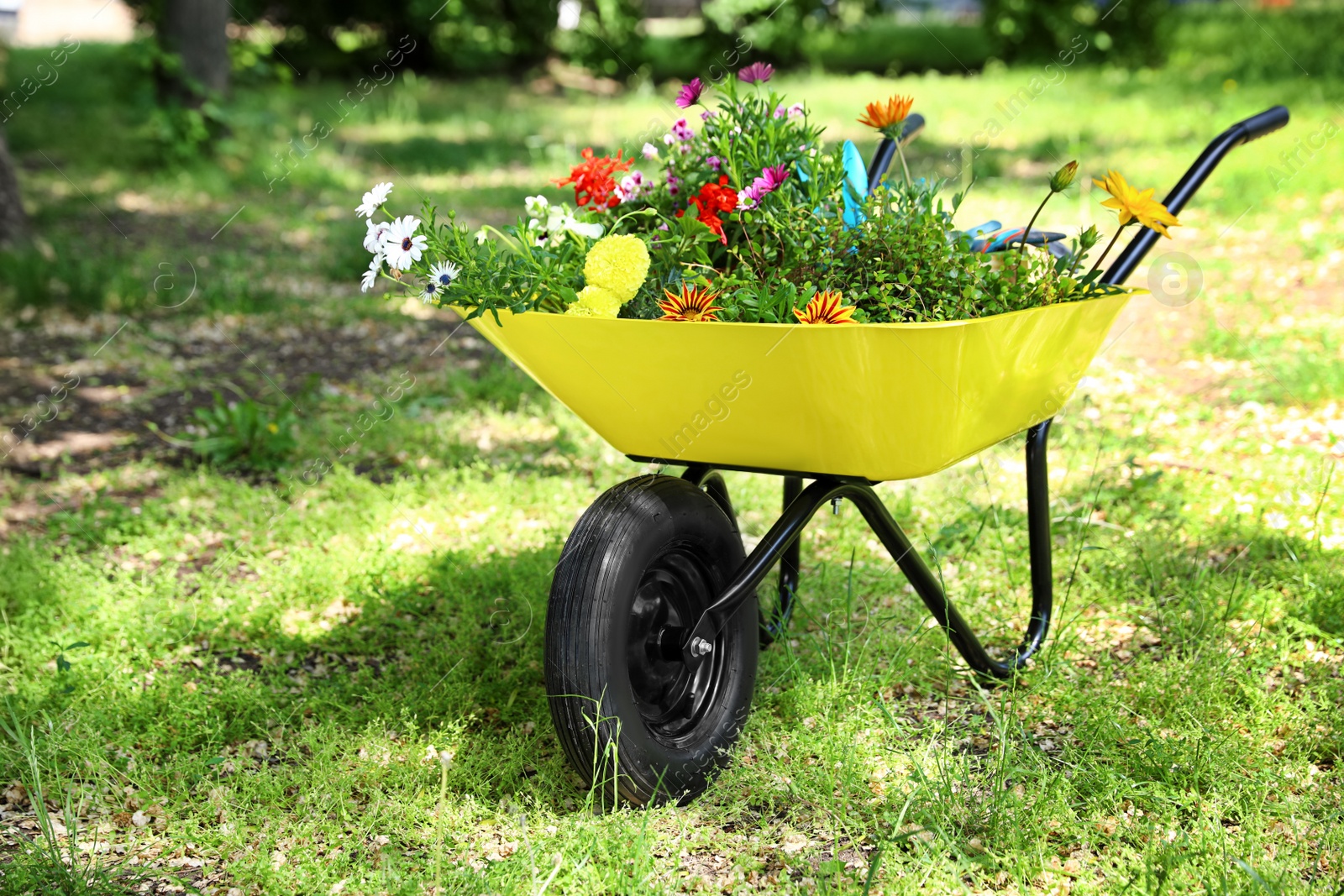 Photo of Wheelbarrow with flowers on grass outside, space for text. Gardening tool