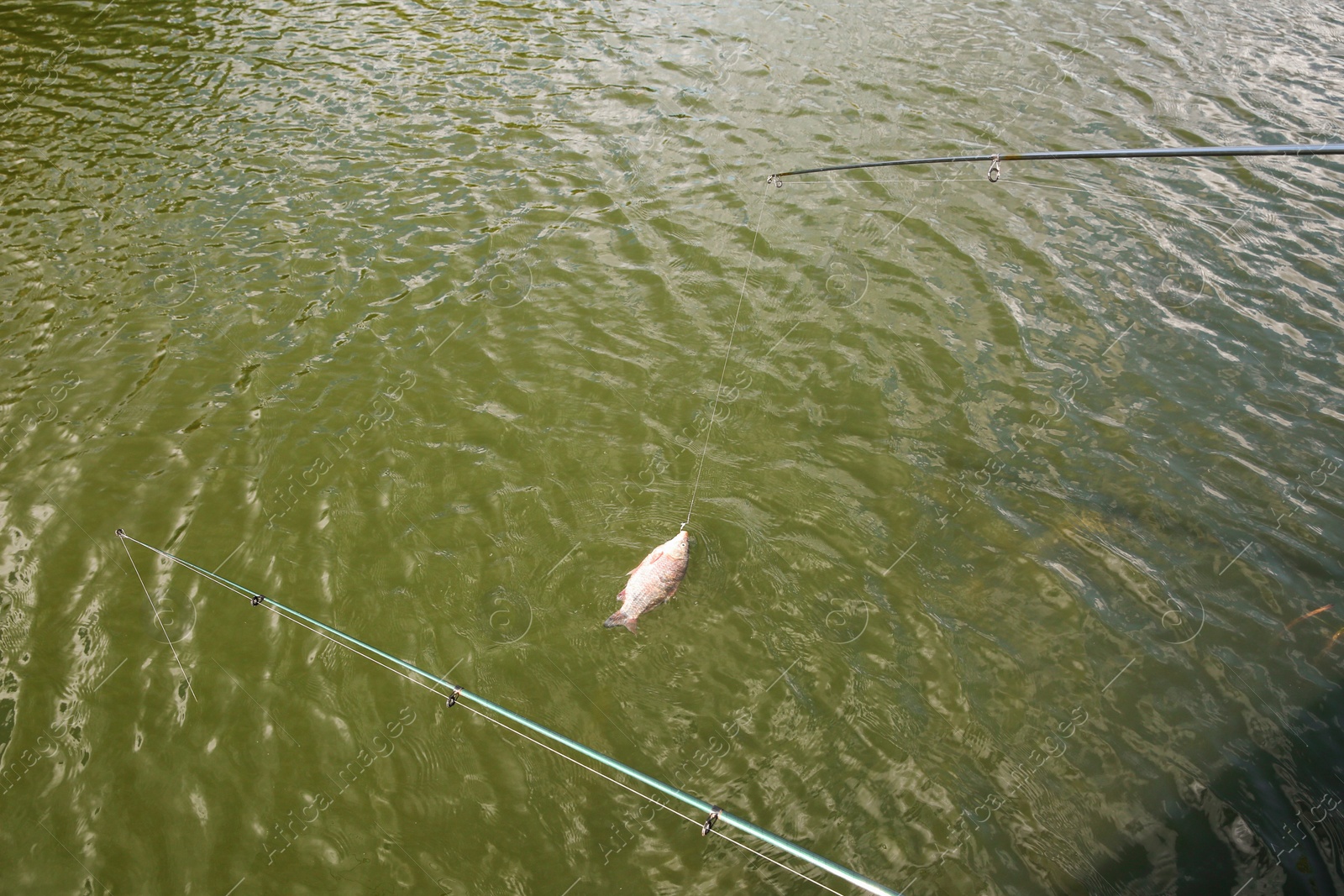 Photo of Catching fish on hook in river. Fishing day