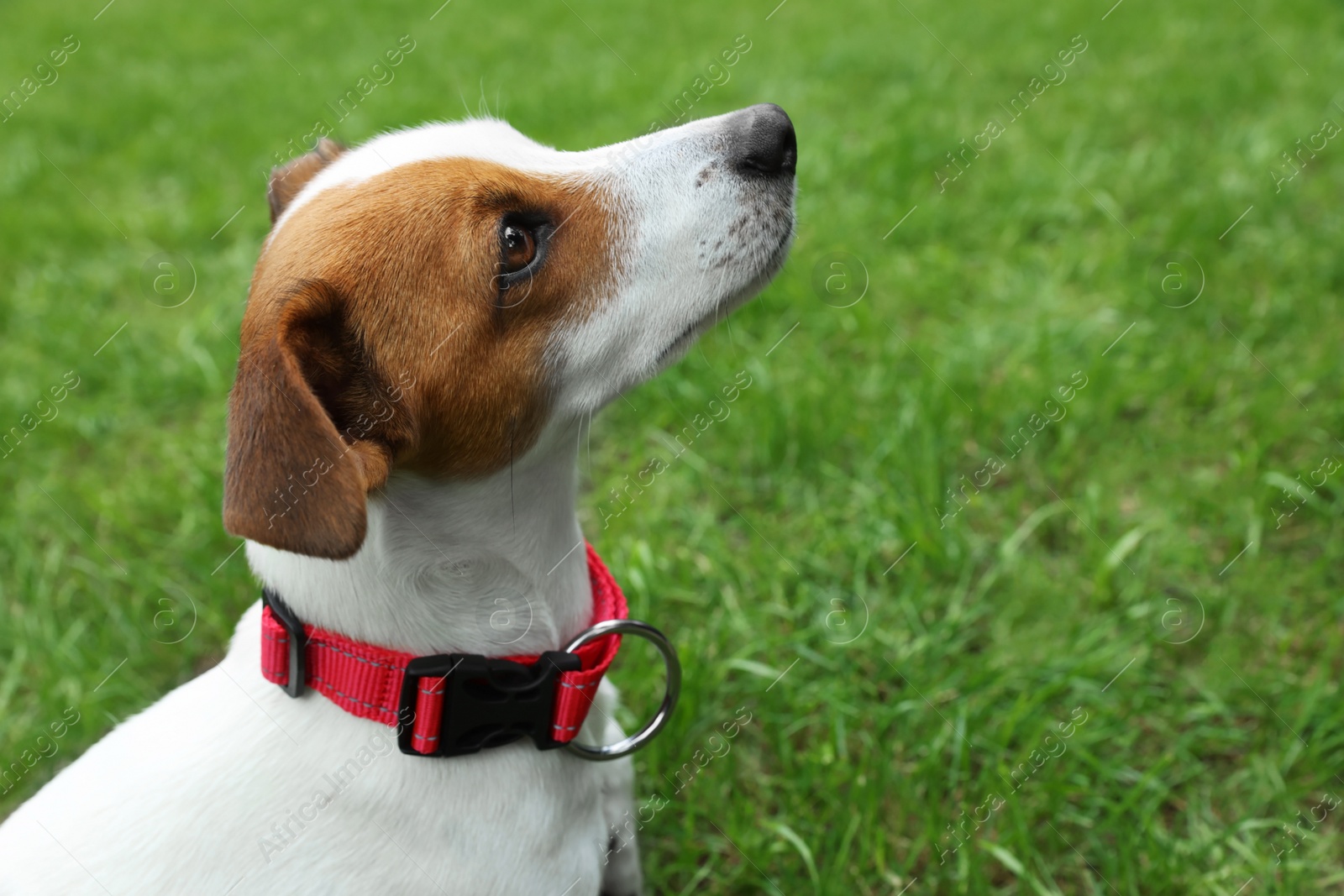 Photo of Beautiful Jack Russell Terrier in red dog collar outdoors. Space for text