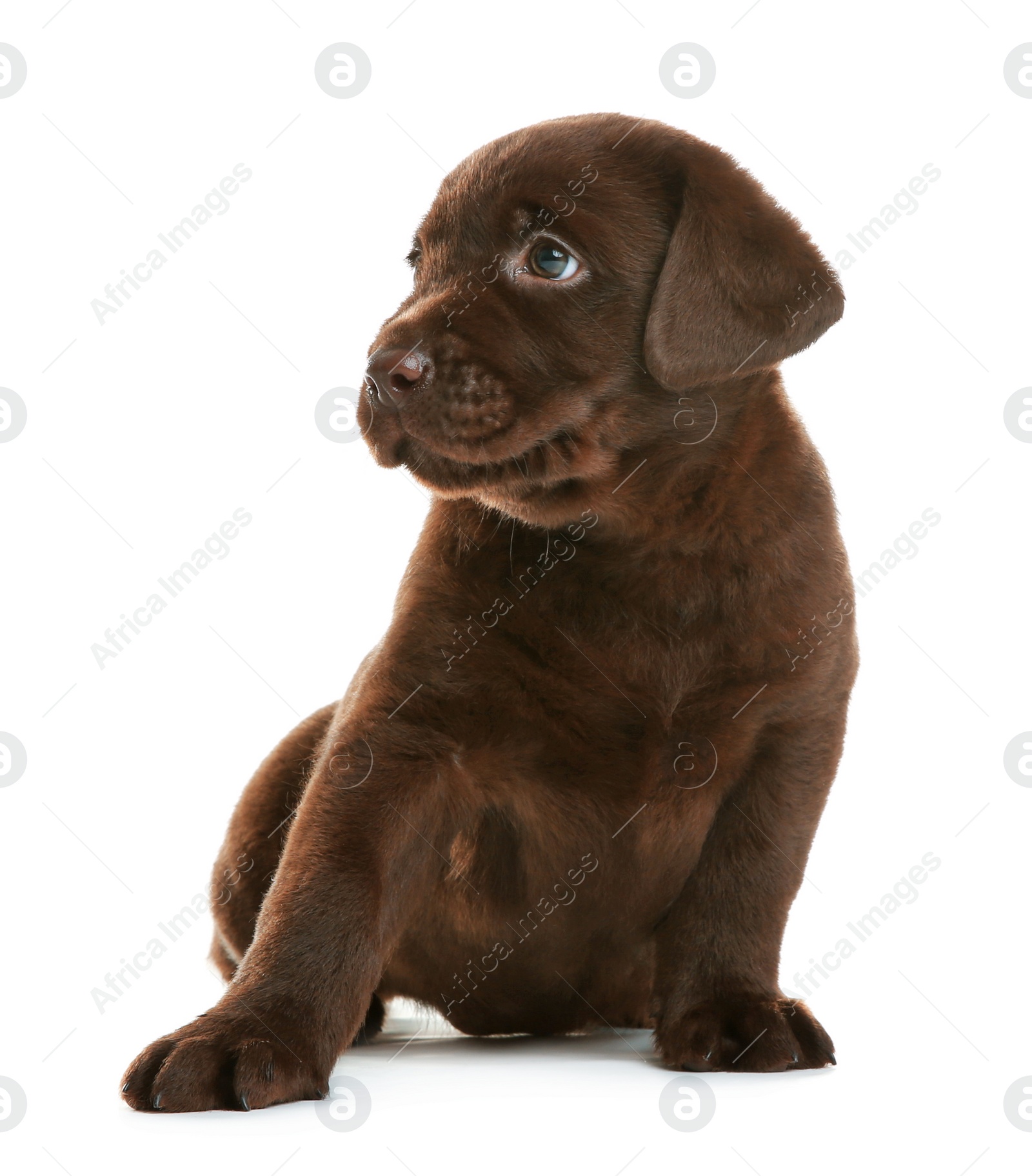 Photo of Chocolate Labrador Retriever puppy on white background