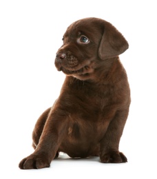 Chocolate Labrador Retriever puppy on white background