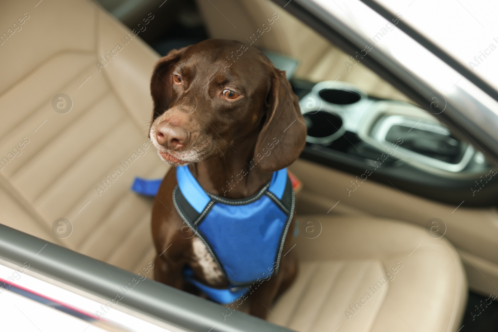 Photo of Cute German Shorthaired Pointer dog waiting for owner on front seat of car. Adorable pet