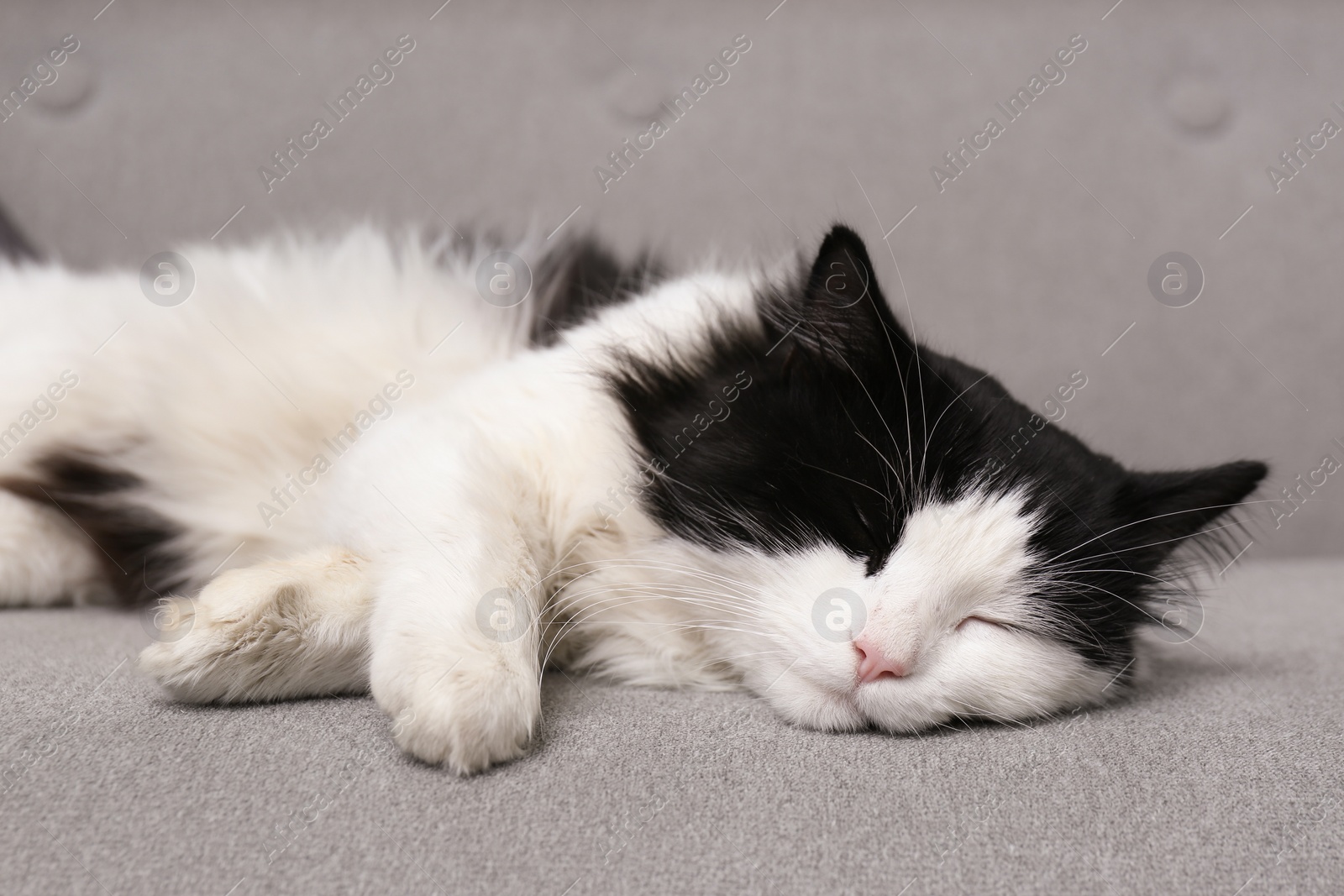 Photo of Cute black and white cat sleeping on sofa