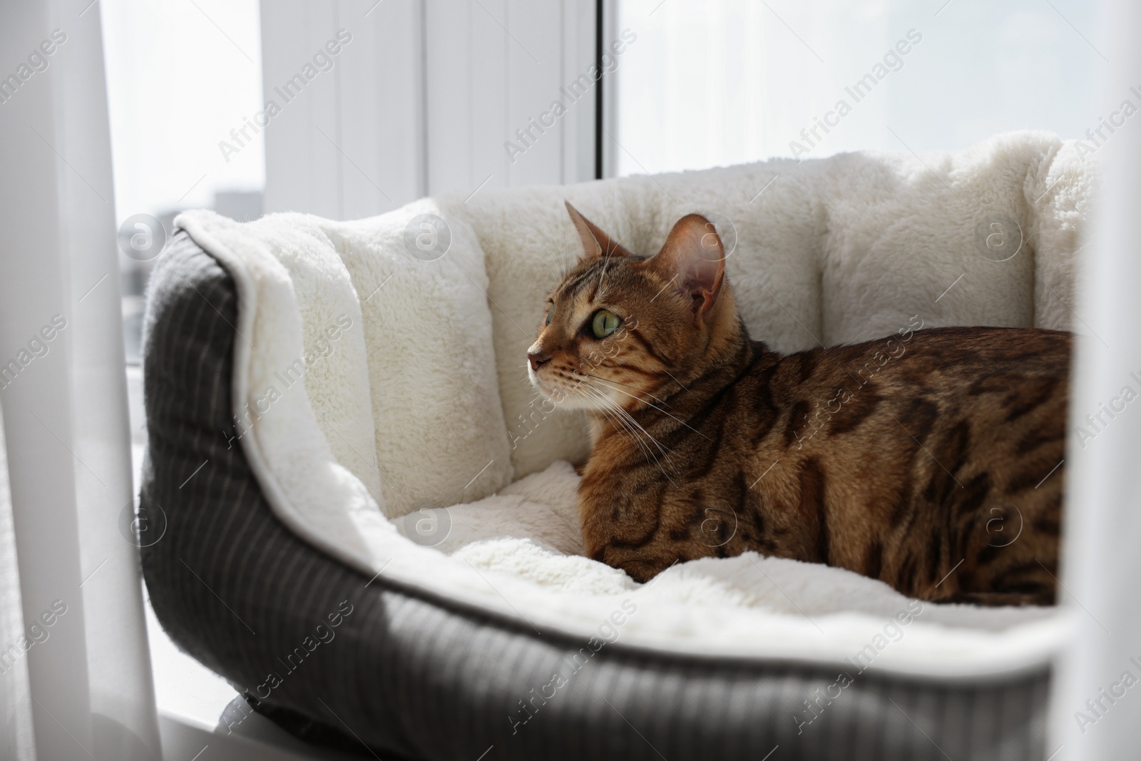 Photo of Cute Bengal cat lying on pet bed on windowsill at home