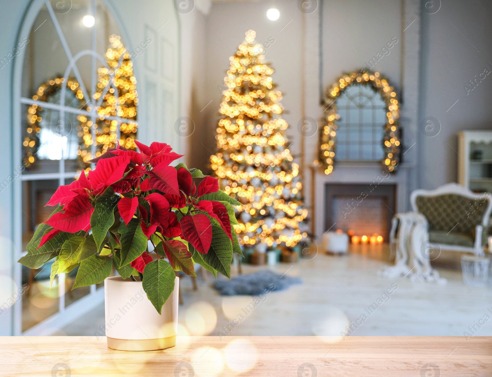 Image of Christmas traditional poinsettia flower on table in decorated room, space for text