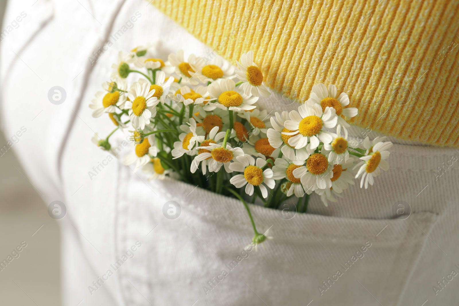 Photo of Woman with beautiful tender chamomile flowers in white jeans pocket, closeup