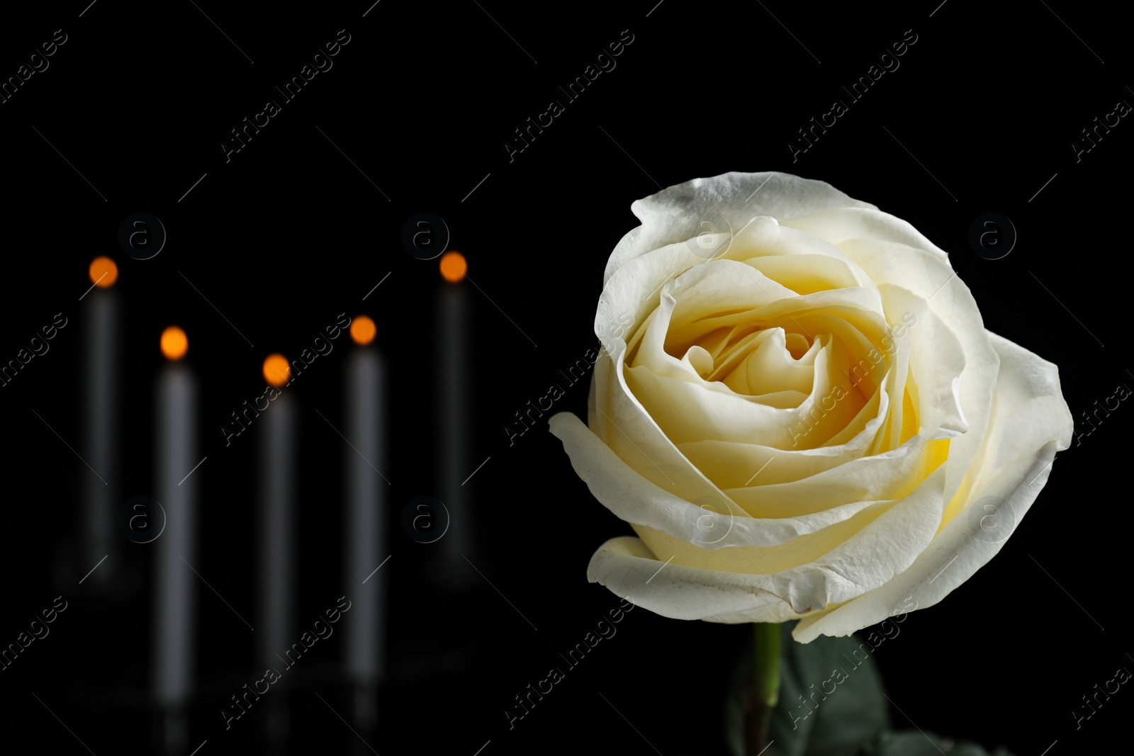 Photo of White rose and blurred burning candles in darkness, closeup with space for text. Funeral symbol