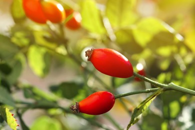 Rose hip bush with ripe red berries in garden, closeup