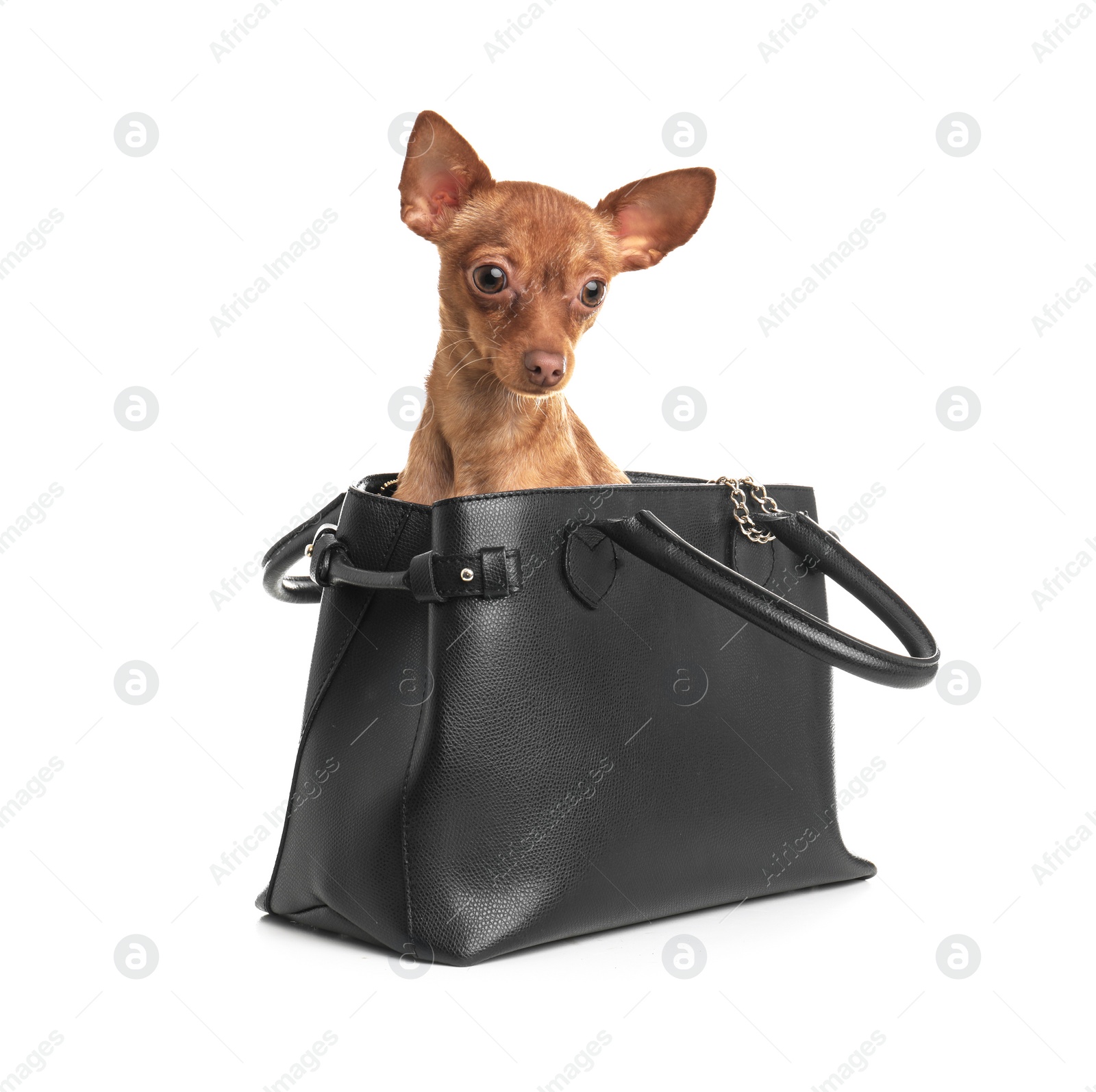 Photo of Cute toy terrier in female handbag isolated on white. Domestic dog