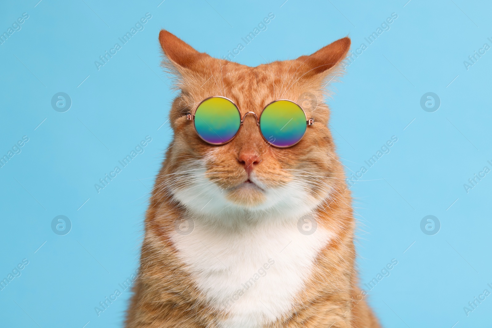 Photo of Portrait of cute ginger cat in stylish sunglasses on light blue background