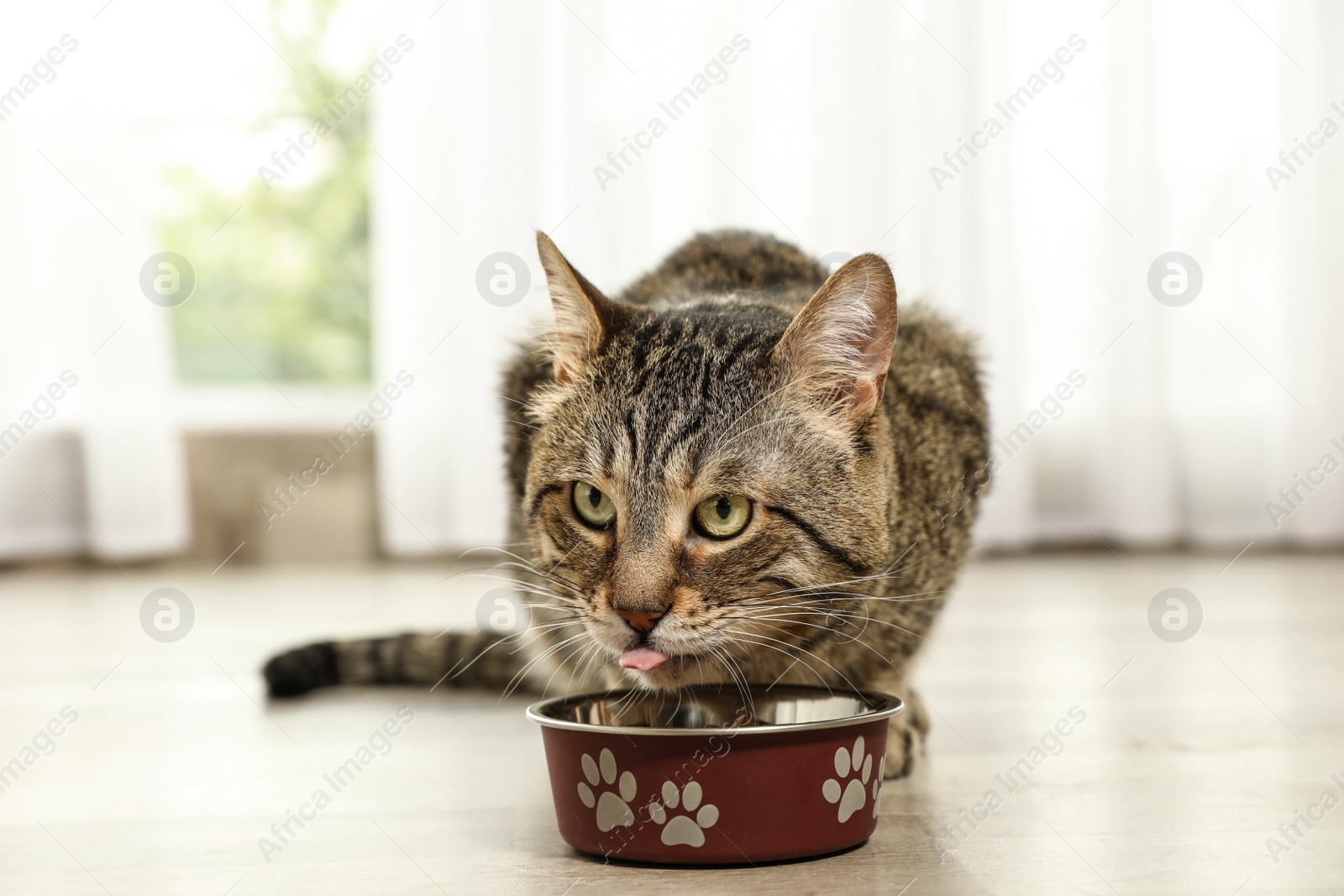 Photo of Cute tabby cat eating dry food on floor indoors. Friendly pet