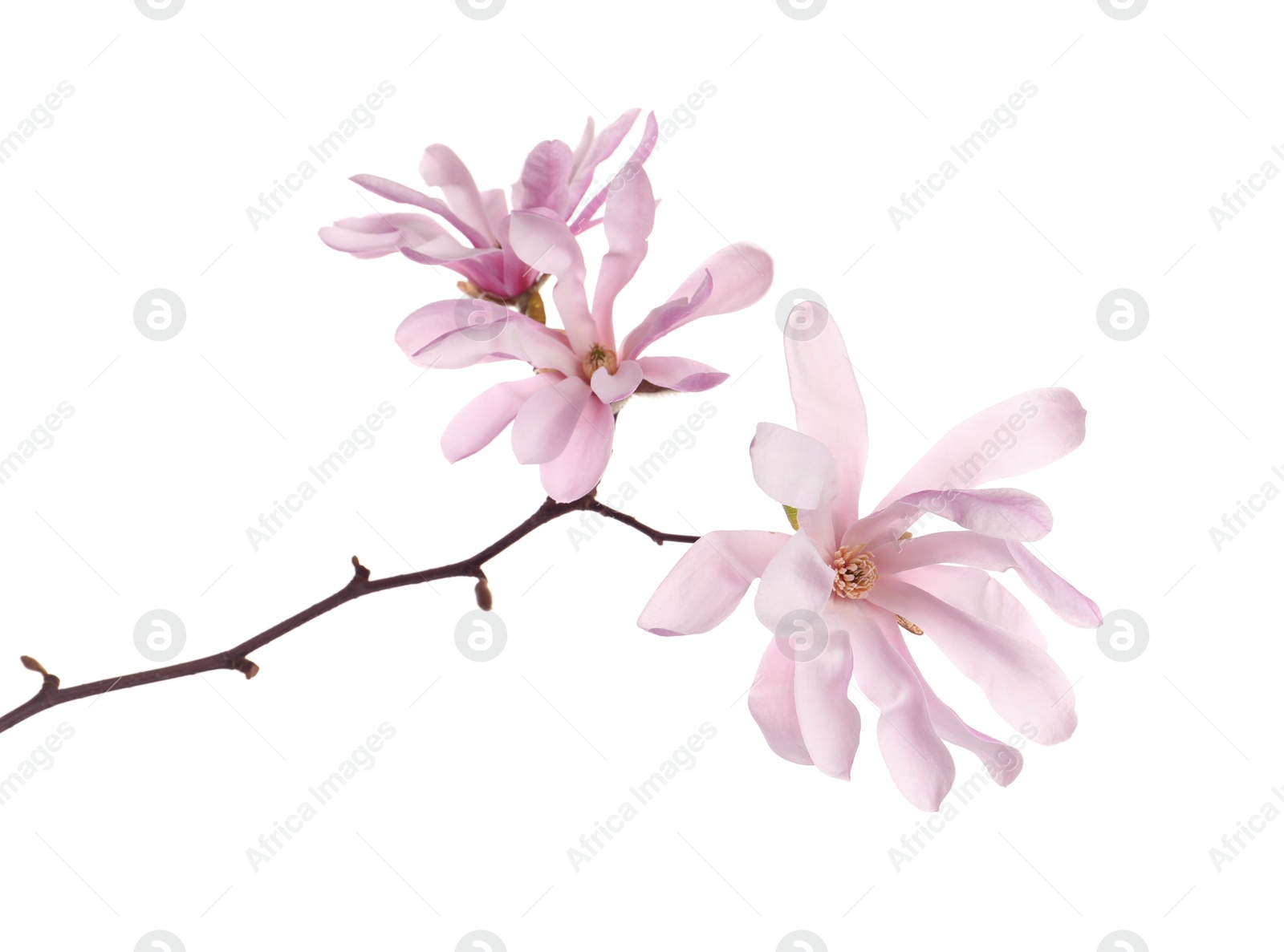 Photo of Magnolia tree branch with beautiful flowers isolated on white