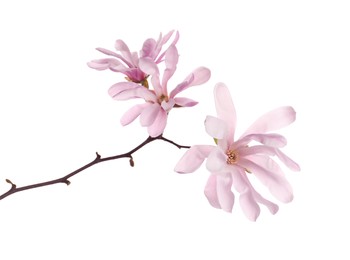 Magnolia tree branch with beautiful flowers isolated on white