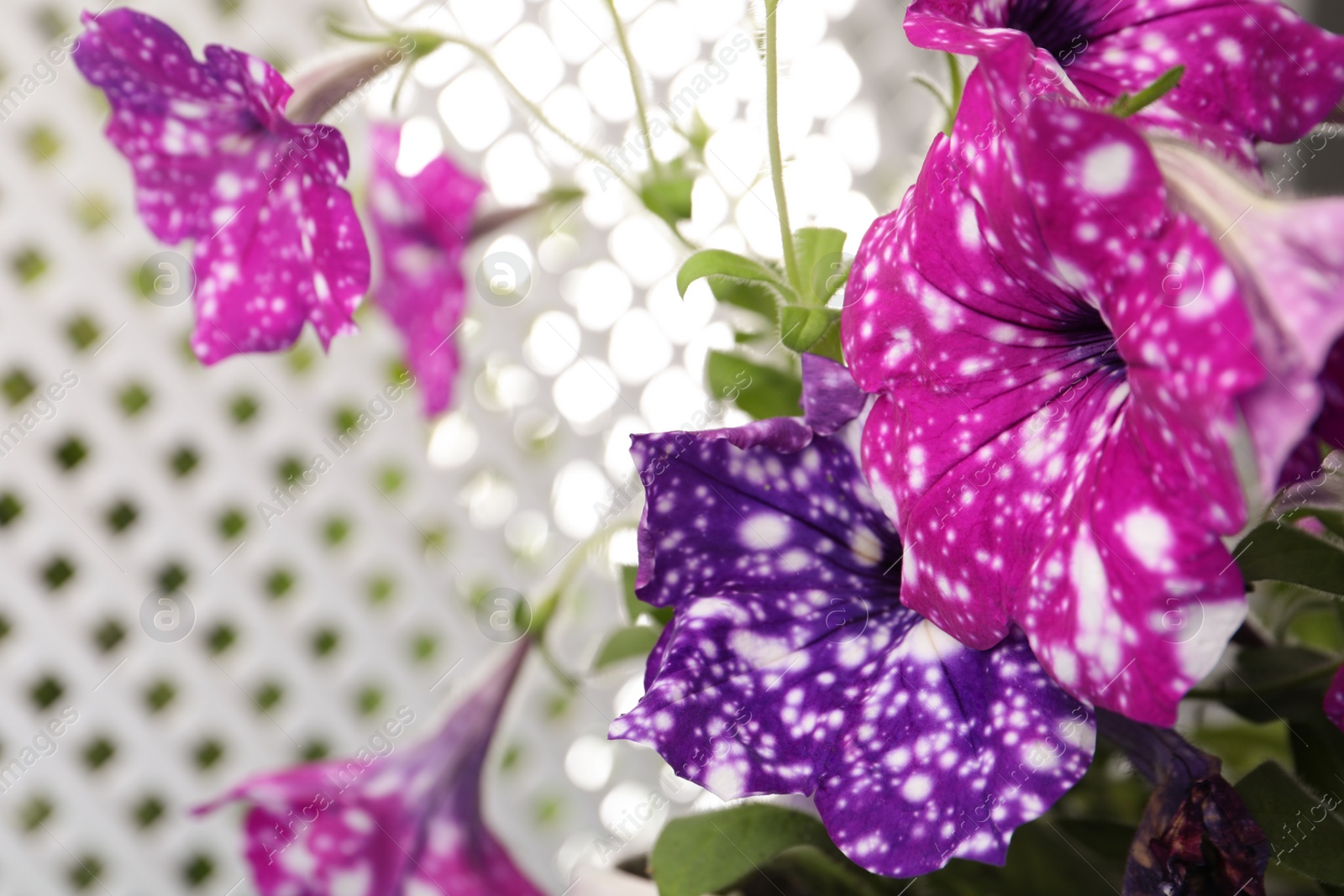 Photo of Beautiful petunia flowers against blurred background, closeup