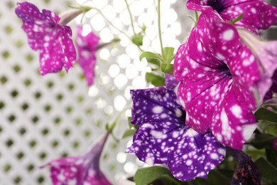 Beautiful petunia flowers against blurred background, closeup