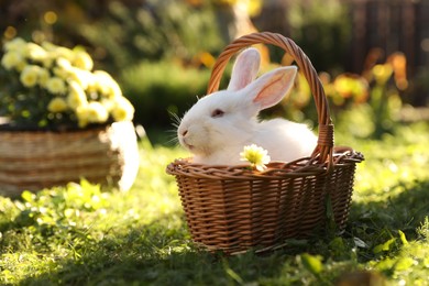 Photo of Cute white rabbit in wicker basket on grass outdoors. Space for text