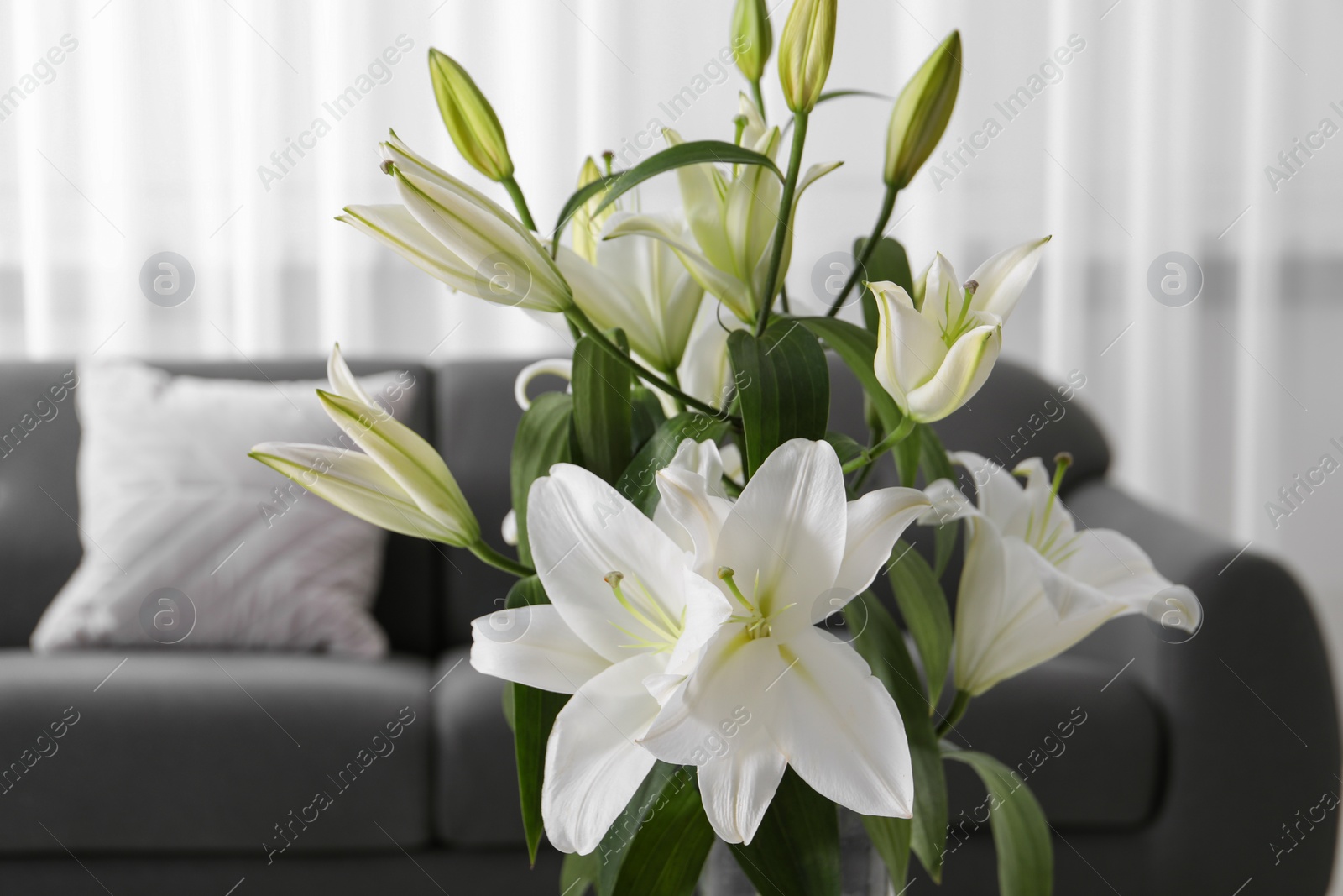 Photo of Beautiful lily flowers in living room, closeup
