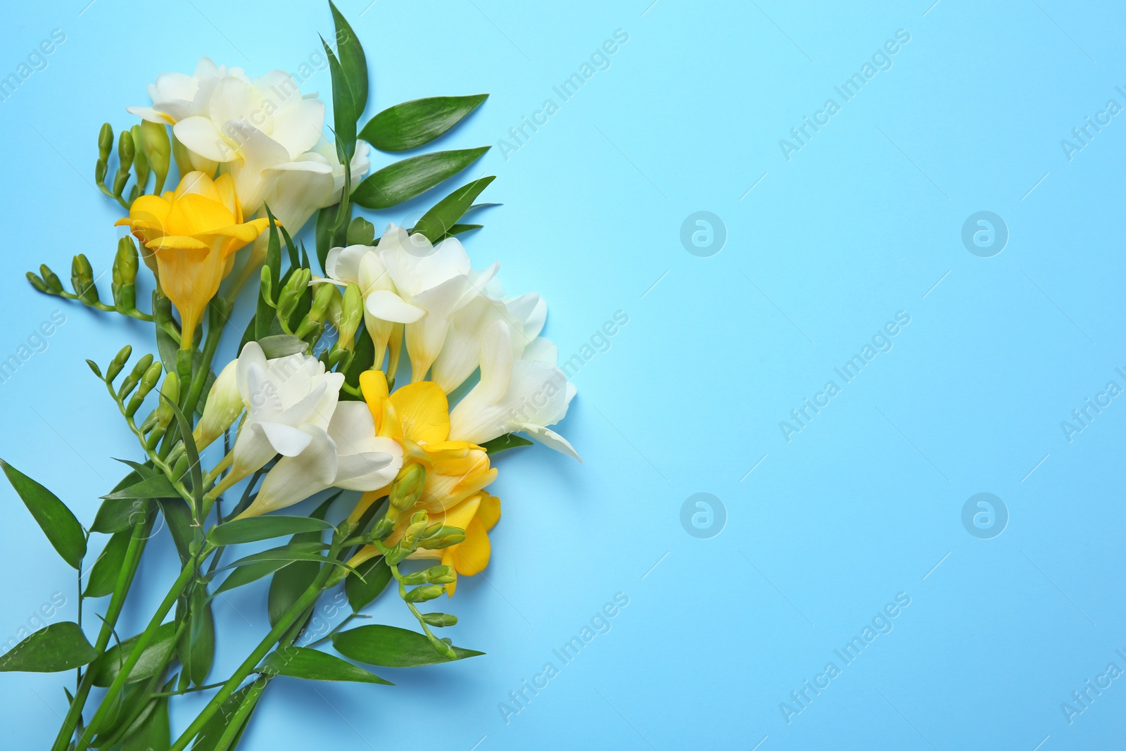 Photo of Beautiful freesia bouquet on color background