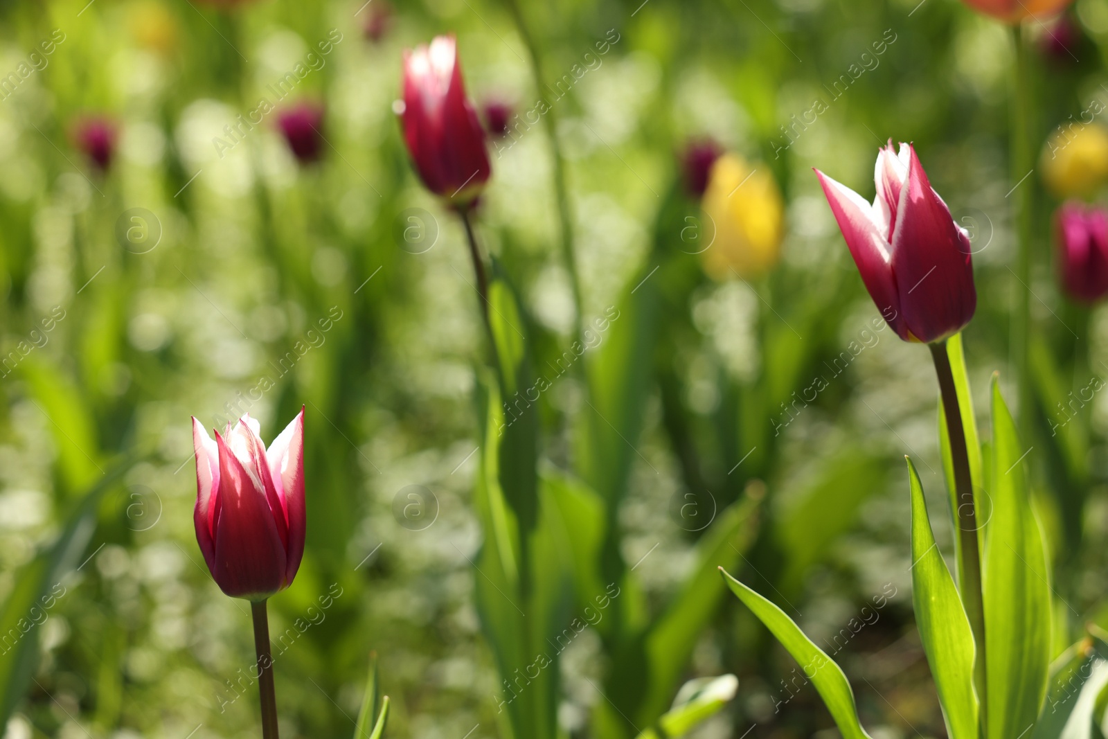 Photo of Beautiful bright tulips growing outdoors on sunny day, closeup