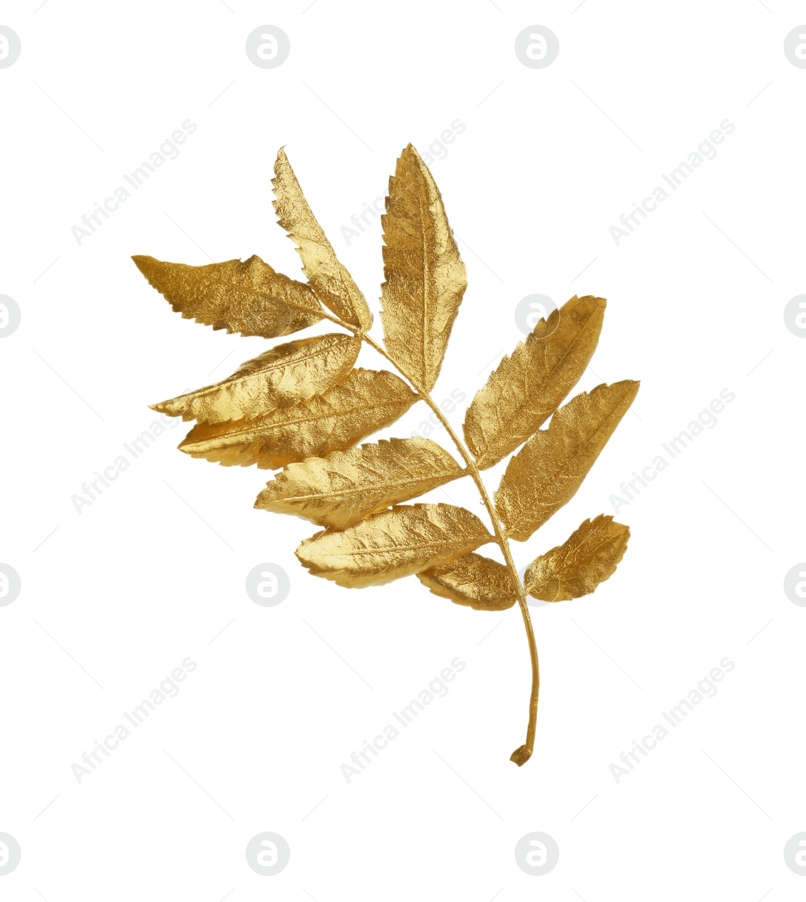 Photo of Twig of golden rowan leaves isolated on white. Autumn season