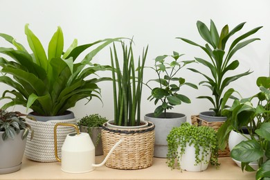 Photo of Many green potted houseplants on wooden table near white wall