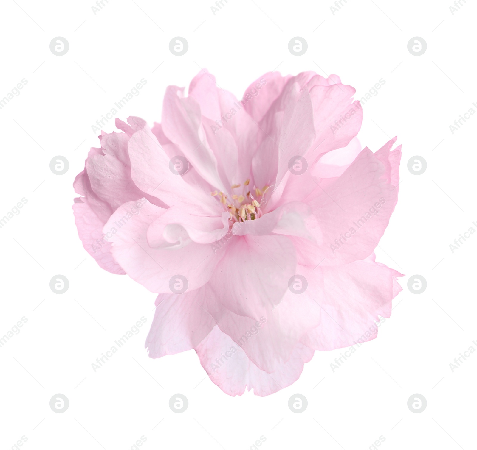 Photo of Beautiful sakura blossom isolated on white. Spring season