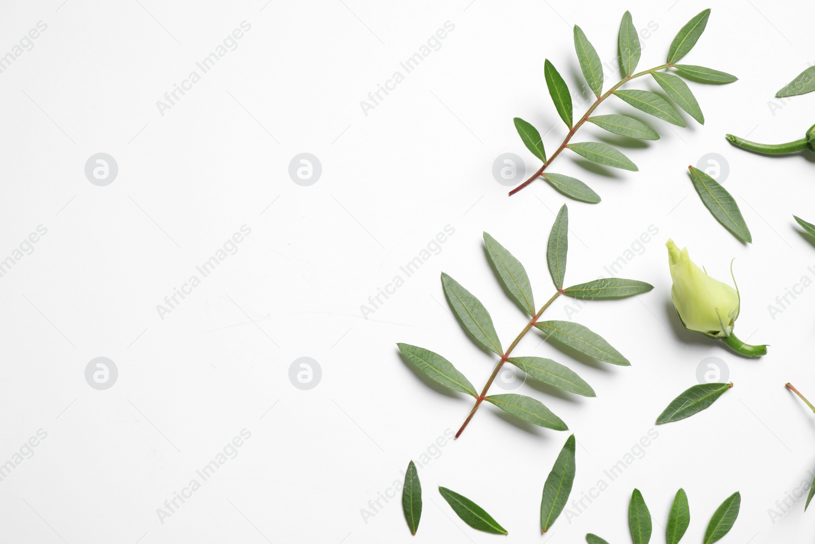 Photo of Layout with flower buds and green branches on white background, top view. Floral card design