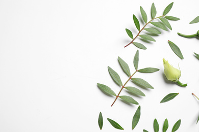 Photo of Layout with flower buds and green branches on white background, top view. Floral card design